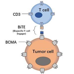 Anti-BCMA bispecific antibody(DM4)