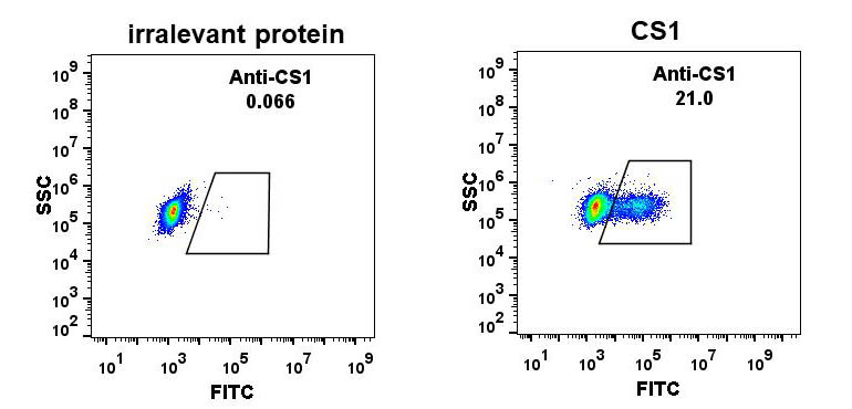 Anti-CS1 antibody(DM10), Rabbit mAb(Discontinued)