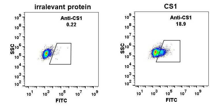 Anti-CS1 antibody(DM11), Rabbit mAb