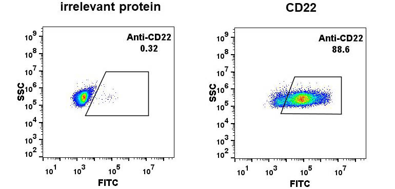 Anti-CD22 antibody(DM13), Rabbit mAb