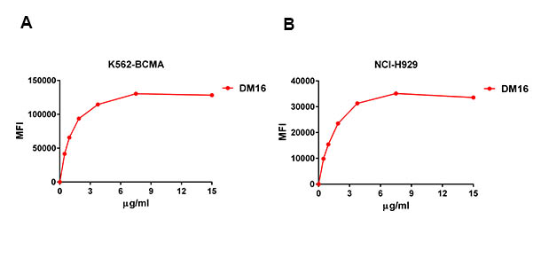 Anti-BCMA antibody(DM16), Rabbit mAb(Discontinued)