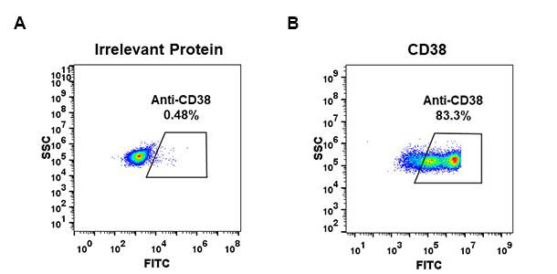 Anti-CD38 antibody(DM30), Rabbit mAb(Discontinued)