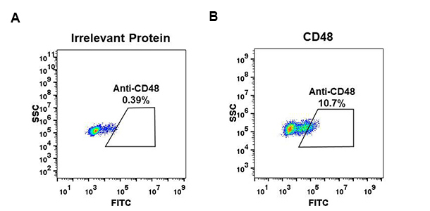 Anti-CD48 antibody(DM44), Rabbit mAb