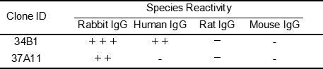 Anti-Rabbit IgG antibody(34B1), Goat mAb