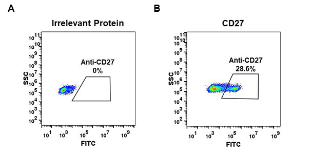 Anti-CD27 antibody(DM57), Rabbit mAb