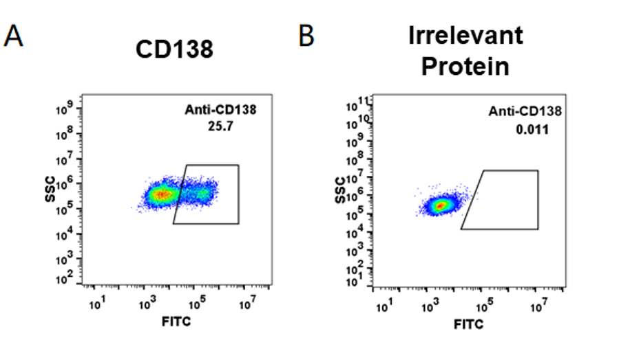 Anti-CD138 Antibody (indatuximab ravtansine biosimilar) (BT062)