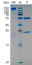 Anti-ITGA4 (natalizumab biosimilar) mAb