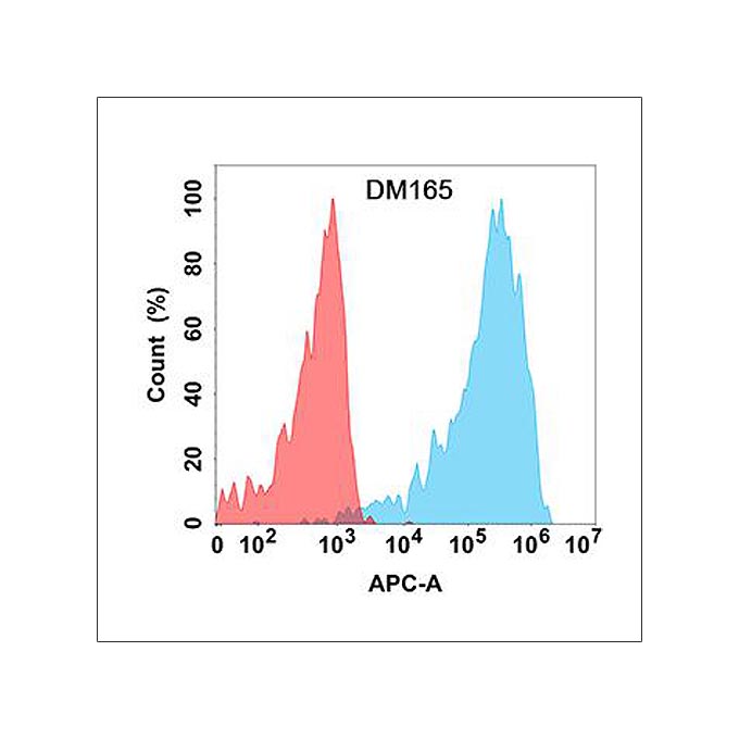 Anti-CLEC12A antibody(DM165), Rabbit mAb