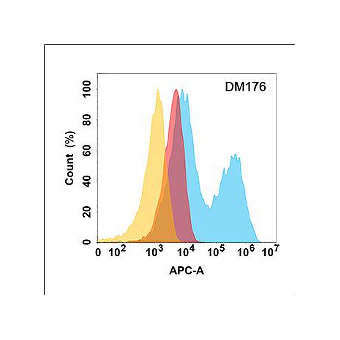 Anti-CD10 antibody(DM176), Rabbit mAb