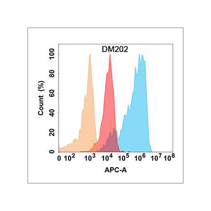 Anti-CD56 antibody(DM202), Rabbit mAb