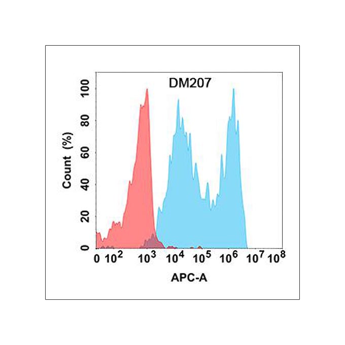 Anti-CD19 antibody(DM207), Rabbit mAb(Discontinued)