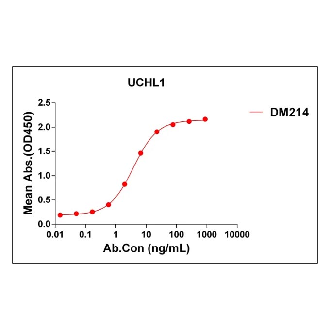 Anti-UCHL1 antibody(DM214), Rabbit mAb