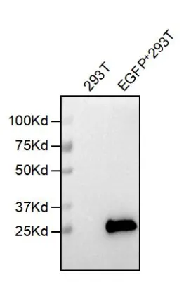 Anti-EGFP antibody(5F3), IgG1 Chimeric mAb