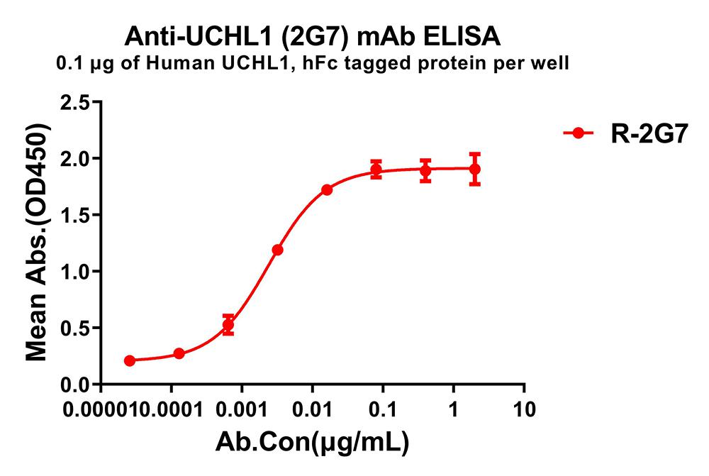 Anti-UCHL1 antibody(2G7), Rabbit mAb