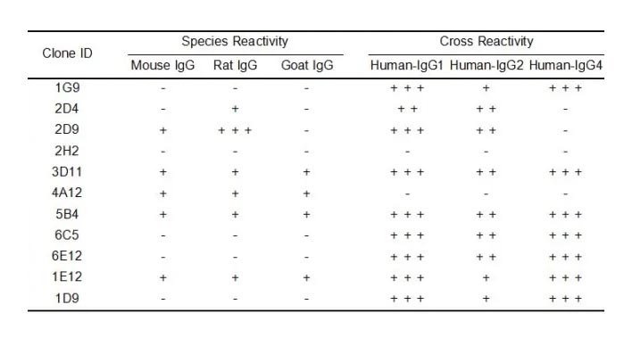 Anti-Human IgG antibody(1G9), Rabbit mAb