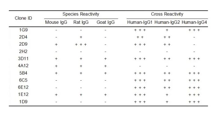 Anti-Human IgG antibody(2D4), Rabbit mAb