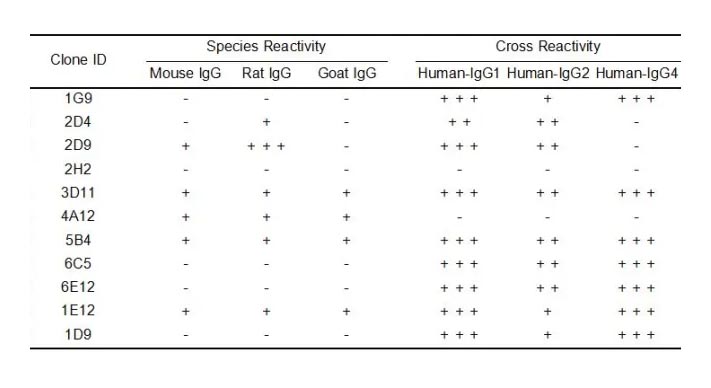 Anti-Human IgG antibody(3D11), Rabbit mAb