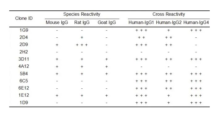 Anti-Human IgG antibody(6E12), Rabbit mAb