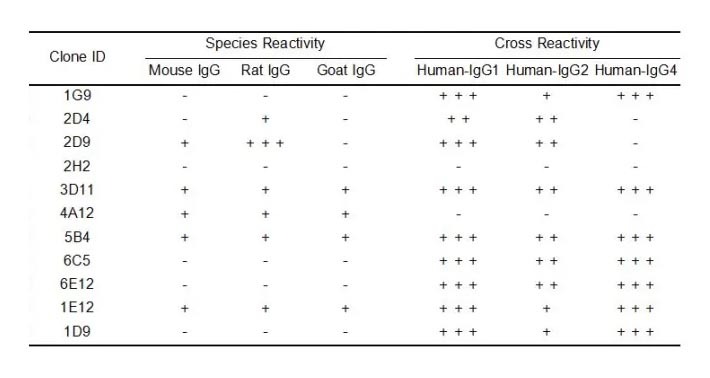 Anti-Human IgG antibody(6C5), Rabbit mAb