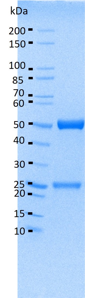 Anti-PD1(RetifanlimAb biosimilar) monoclonal Antibody