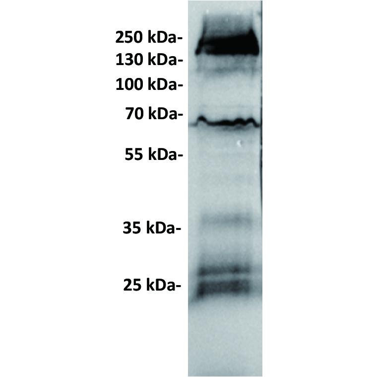 Anti-GUCY2C antibody(6E3), IgG1 Chimeric mAb