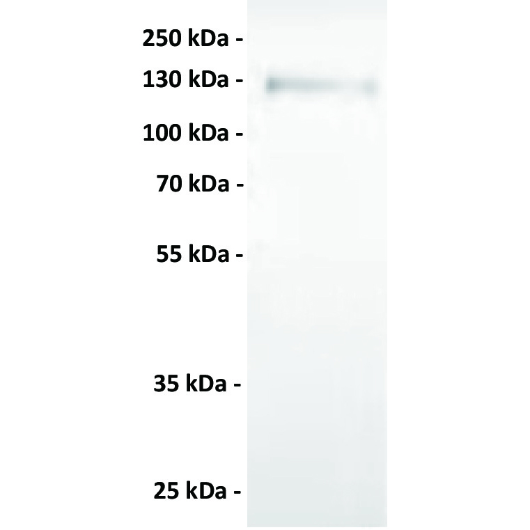 Anti-AXL antibody(1F2), IgG1 Chimeric mAb