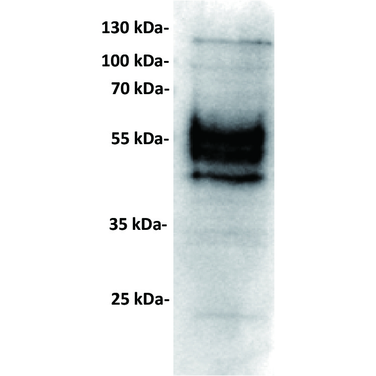 Anti-PDL1 antibody(23D8), IgG1 Chimeric mAb