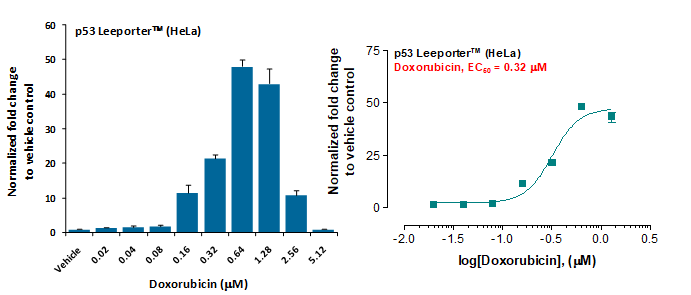 p53 Leeporter™ Luciferase Reporter-HeLa Cell Line