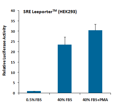 SRE Leeporter™ Luciferase Reporter-HEK293 Cell Line