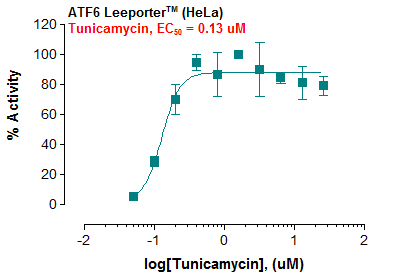 ATF6 Leeporter™ Luciferase Reporter-HeLa Cell Line