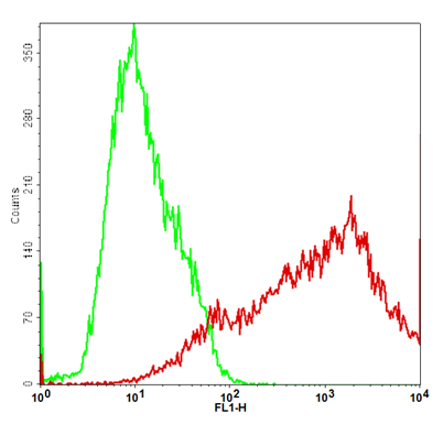 CD80 Stable Cell Line