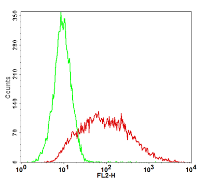 Langerin Stable Cell Line