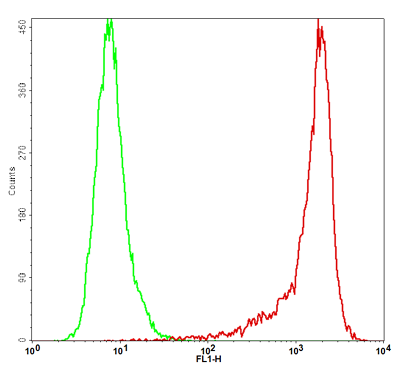 mCD73 Stable Cell Line-H