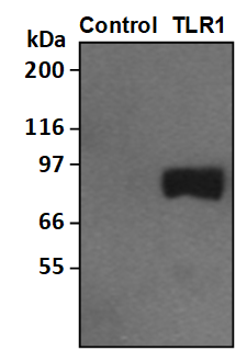 TLR1/HEK293 Stable Cell Line