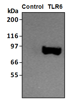 TLR6/HEK293 Stable Cell Line