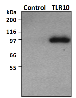 TLR10/HEK293 Stable Cell Line