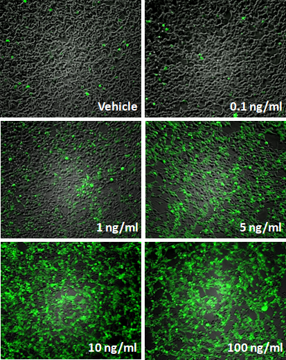 NF-kB Leeporter™ GFP Reporter-HEK293 Cell Line