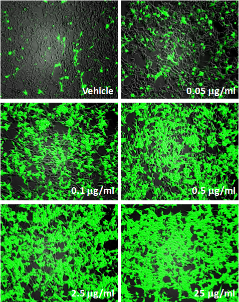 TLR3/NF-kB Leeporter™ GFP Reporter-HEK293 Cell Line