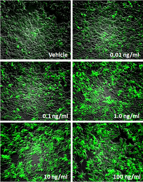 STAT3 Leeporter™ GFP Reporter-HEK293 Cell Line