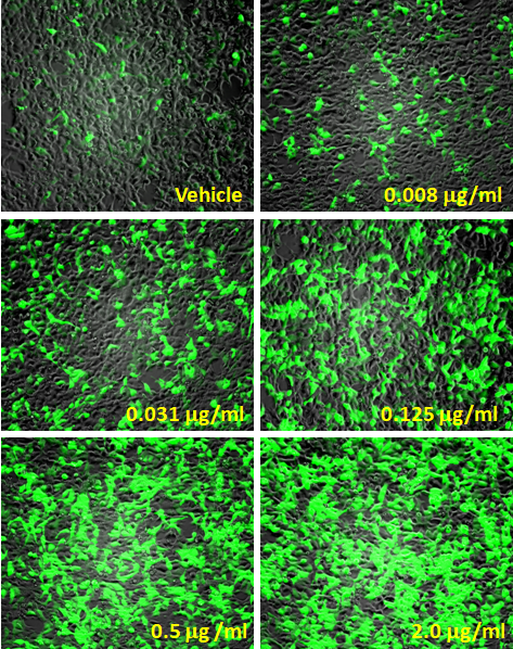 TET-ON Leeporter™ GFP Reporter-HEK293 Cell Line