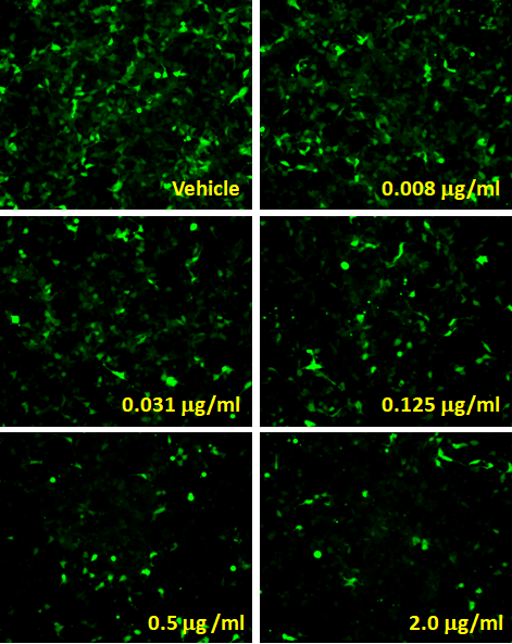 TET-OFF Leeporter™ GFP Reporter-HEK293 Cell Line