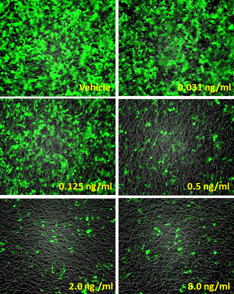 TET-OFF Leeporter™ GFP Reporter-HEK293 Cell Line