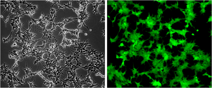 GFP/HEK293 Stable Cell Line