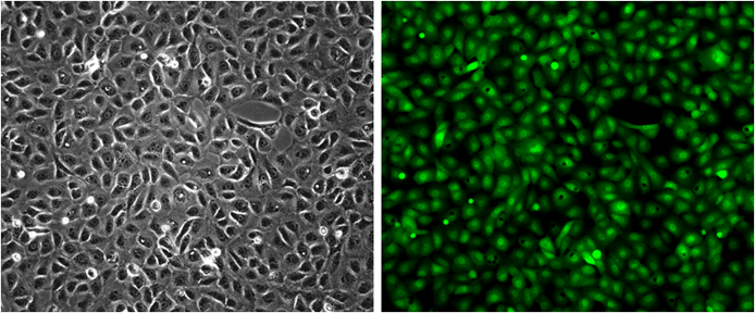 GFP/VERO Stable Cell Line