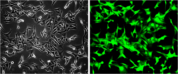 GFP/U87MG Stable Cell Line