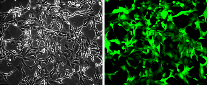 GFP/HeLa Stable Cell Line