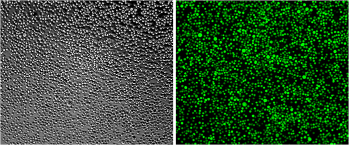 GFP/Jurkat Stable Cell Line