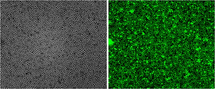 GFP/Ba/F3 Stable Cell Line