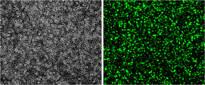 GFP/RAW264.7 Stable Cell Line