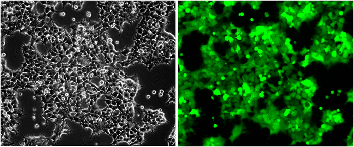 GFP/MCF7 Stable Cell Line